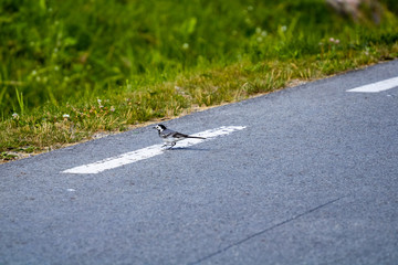 The open park with a small meadow; On a front background several birds, whose coloring merge with a grass is juicy green color