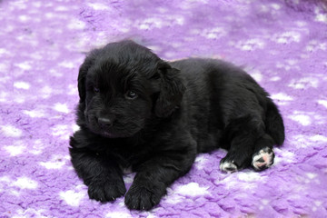 Terranova cucciolo steso