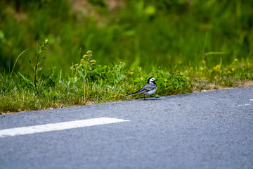 The open park with a small meadow; On a front background several birds, whose coloring merge with a...