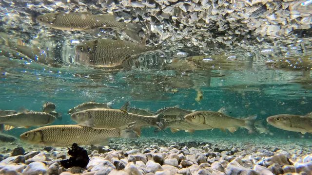 SLOWMO Underwater view of rocky lake floor with small fish swimming around fighting over bread
