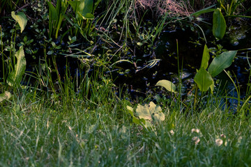 stream in the forest - The close picture of the small river where the grass and other plants sprouts.