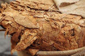 Photo of dried tobacco leaves in cloth sack for cigarette industry.