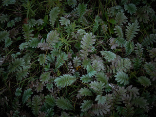 moody green grass leaf background