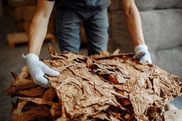 Close-up photo of man hands checking dry tobacco leaves quality
