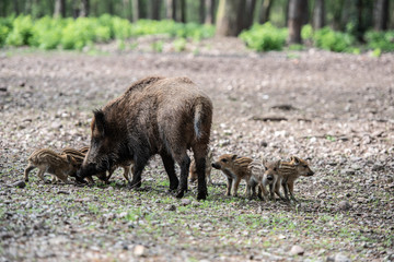Wildschweine und Frischline