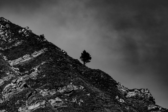Dolomites / Isolated tree © Maurizio Sartoretto
