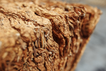 Photo of dried tobacco leaves for cigarette industry.
