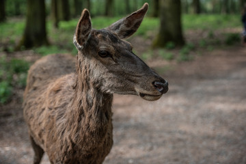 rehkitz im wald
