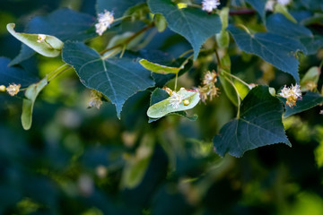 branch of a tree - Leaves on a tree branch close up