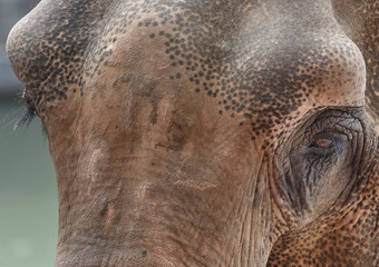 Close up of the head and eye of an elephant