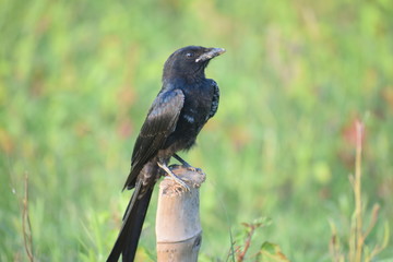 black drongo bird seating on branch