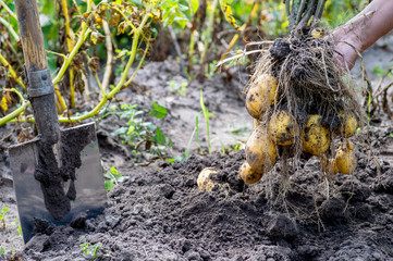 Hands man pulled out of the ground potato Bush yellow in the garden with a shovel close-up.