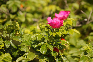 wild rose flower