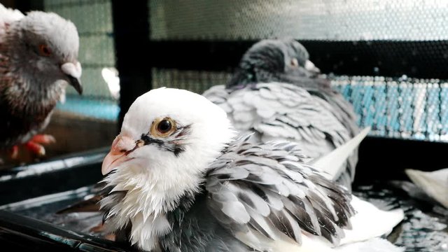 homing pigeon bathing in home loft