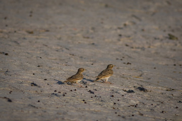 The Indian bush lark or Mirafra erythroptera is a species of lark in the family Alaudidae found in South Asia. Clicked these beauty in tal chappar, india