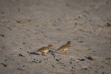 The Indian bush lark or Mirafra erythroptera is a species of lark in the family Alaudidae found in South Asia. Clicked these beauty in tal chappar, india
