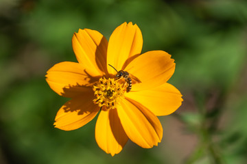 Furrow Bee on Sulphur Cosmos Flower in Autumn