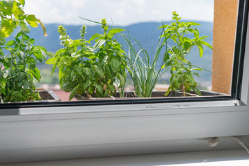 Apartment flat window sill planting flower pots gardening herbs, tomatoes