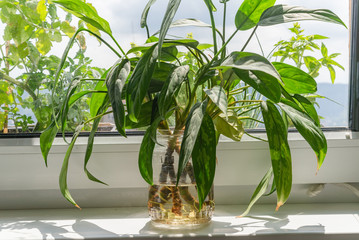 House plant aglaonema rooting cutting propagation in water on window sill indoors.