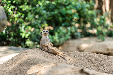 Erdmännchen sitzend