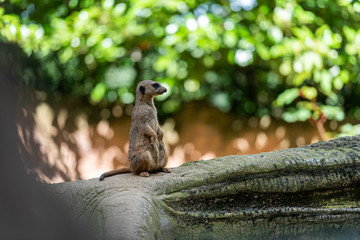 Erdmännchen sitzend