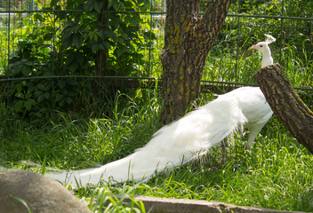 peacock white beautiful animal zoo bird 