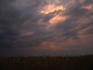 a colorful round storm cloud over a cereal field