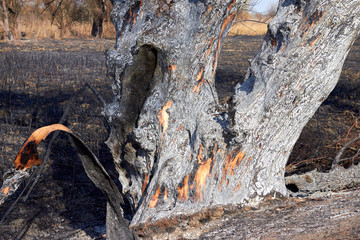 Burnt tree trunk with a crack and a scratch against the background of burnt grass. Ashes and the remains of the burned trees after a fire