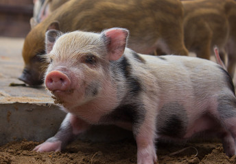 pig pink red small pig zoo piglet animal 
