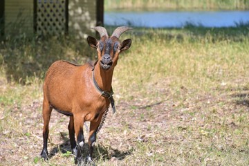 Fototapeta premium Brown goat with big horns and yellow eyes grazing in a meadow. Funny goat on a leash eats a green juicy grass. Livestock. Goat grazing on pasture. Animal portrait. Horny goats eating on a grass field