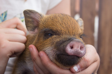 pig pink red small pig zoo piglet animal 