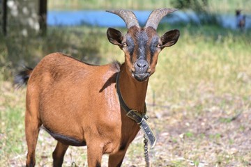 Brown goat with big horns and yellow eyes grazing in a meadow. Funny goat on a leash eats a green juicy grass. Livestock. Goat grazing on pasture.  Animal portrait. Horny goats eating on a grass field