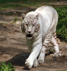 White tiger with stripes