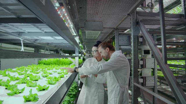 Modern vertical farming system and its employees taking care of plants. Plant food production in vertically stacked layers