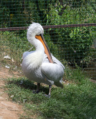 pelican wild bird animal nature white beak 