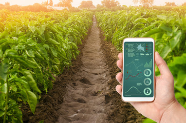 A hand is holding a smartphone with infographics on the background of plantations of sweet bell...