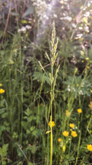 sun flare on the grass in the field in a warm treatment. closeup on grass background in summer.