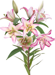 isolated branch with seven light pink lily blooms