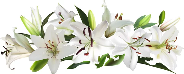 Glasschilderij Lelie geïsoleerde witte grote lelie bloemen stripe