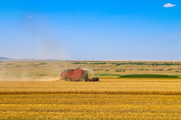 Fototapeta na wymiar Combine harvester agriculture machine harvesting golden ripe wheat field.