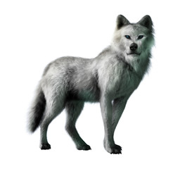 A white wolf stands in front of a white background, this mysterious predatory animal looks back at your with deep blue eyes. 3D Rendering