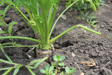  photo carrots in the garden. vegetable with thick,green foliage.soil is dry.the crop grows in the summer.