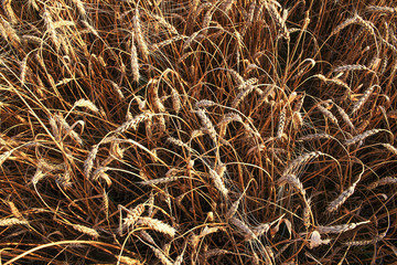 Wheat field. Ears of golden wheat close up. Beautiful Nature Sunset Landscape. Rural Scenery under Shining Sunlight. Background of ripening ears of wheat field. Rich harvest Concept. Label art design
