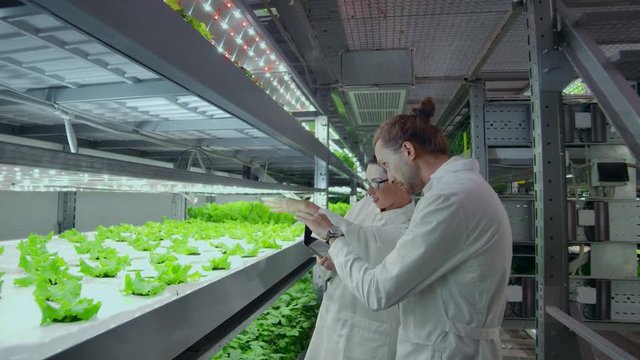 A group of scientists using modern technology to monitor the growth of healthy vegetables on an automated vertical farm with hydroponics system.