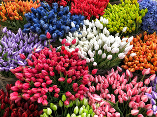 colorful tulip flowers as a background