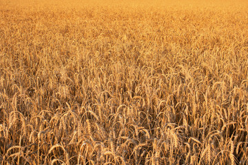 Wheat field. Ears of golden wheat close up. Beautiful Nature Sunset Landscape. Rural Scenery under Shining Sunlight. Background of ripening ears of wheat field. Rich harvest Concept. Label art design