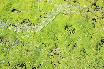 green moss covered with water