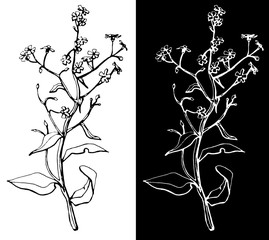 Hand drawn wild flower isolated on white background.