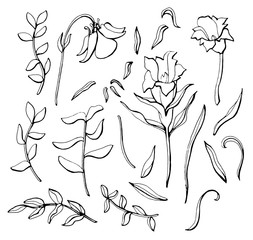 Hand drawn wildflowers set isolated on white background.