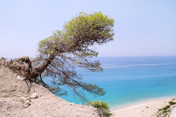 Fototapeta na wymiar Leaning coastal and lonely pine tree at tropical sandy beach of Greece. Cedar tree on sea shore. Sea coast with beautiful horizon and panorama, natural landscape and scenery with blue sea and sky.